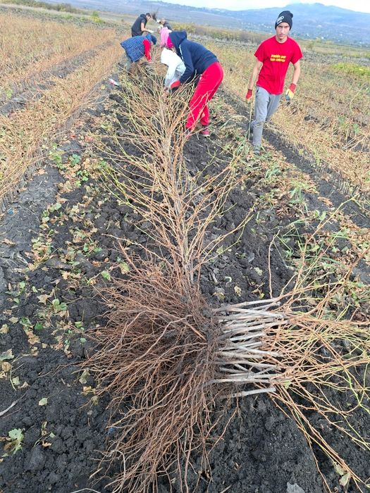 Butași viță de vie altoită si hibridă anul 3 de vegetație Certificați