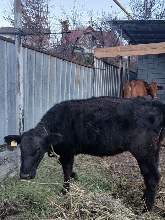 Телочка Ангус/Құнажын Ангус