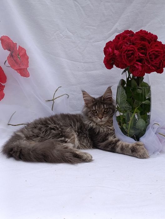 Котята породы Мейн-кун