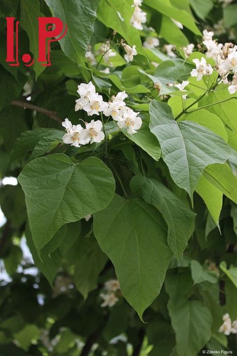 Catalpa globulara