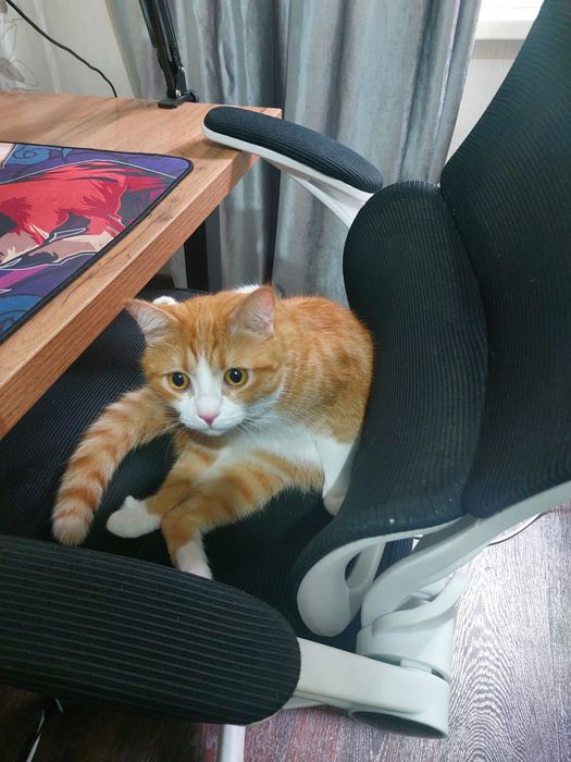 Отдам котика бесплатно