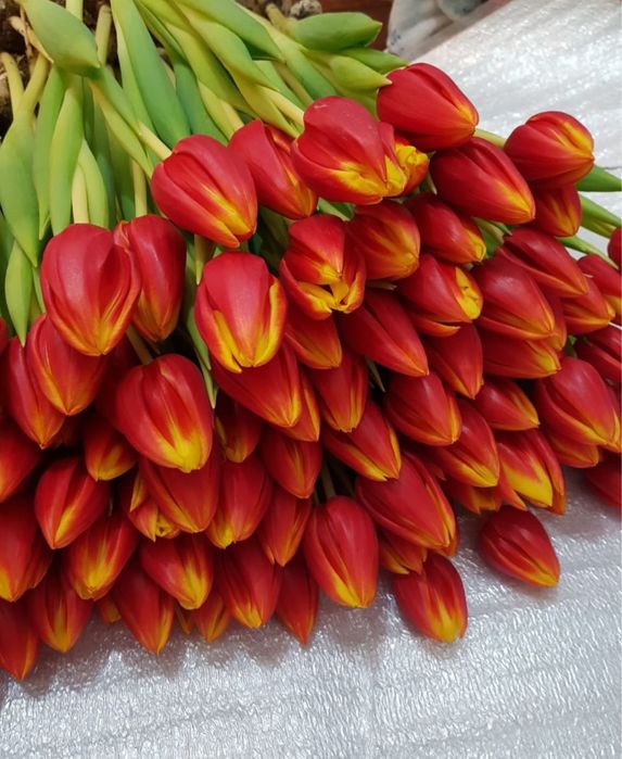 Тюльпаны оптом предзаказ