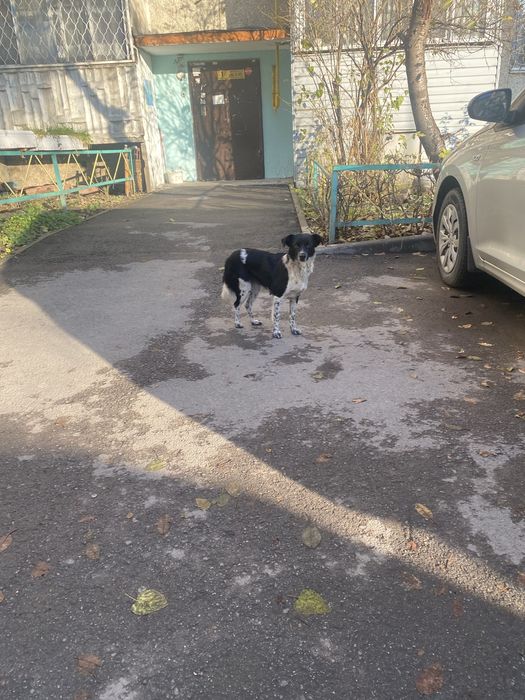 Нашли собаку