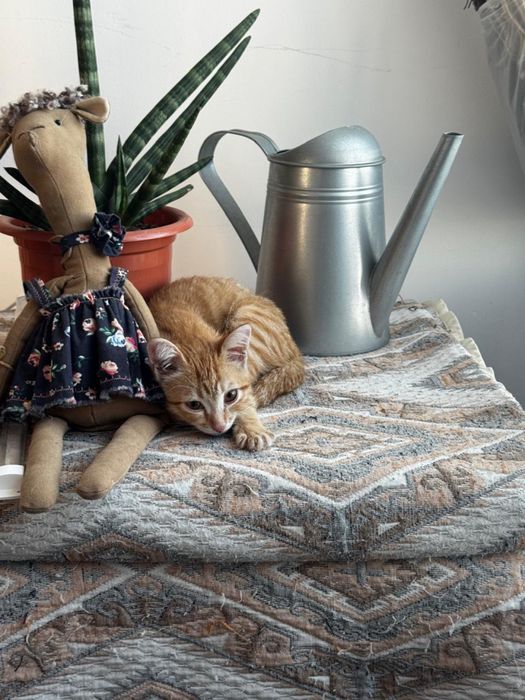 Отдам котенка в добрые руки