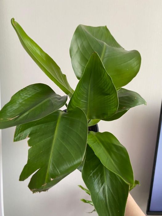 Стрелиция Николая много ростов