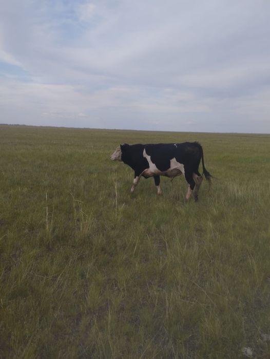 Продам 4 бычков по 750тыс