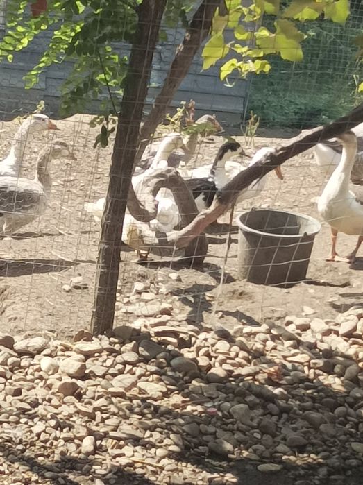 Vand Gaste 130 de lei