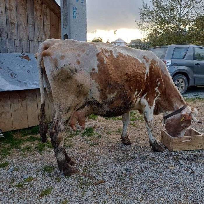 Vând vaca bălțată