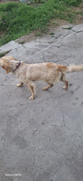 Spaniyel(ovchi it)
