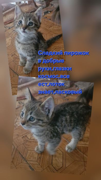 Котят в добрые ручки