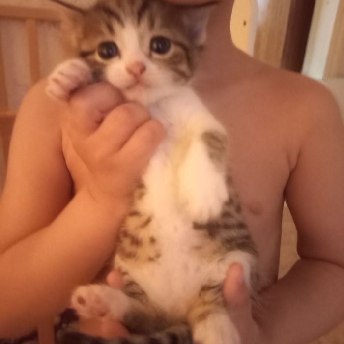 Бритаские котята один месяц