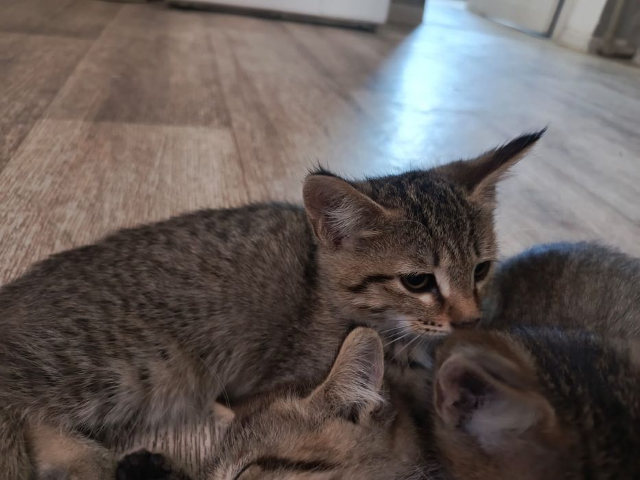 Отдам котят в добрые руки
