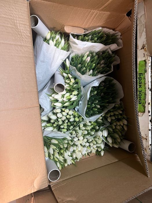 Голландские тюльпаны оптом от 50 шт