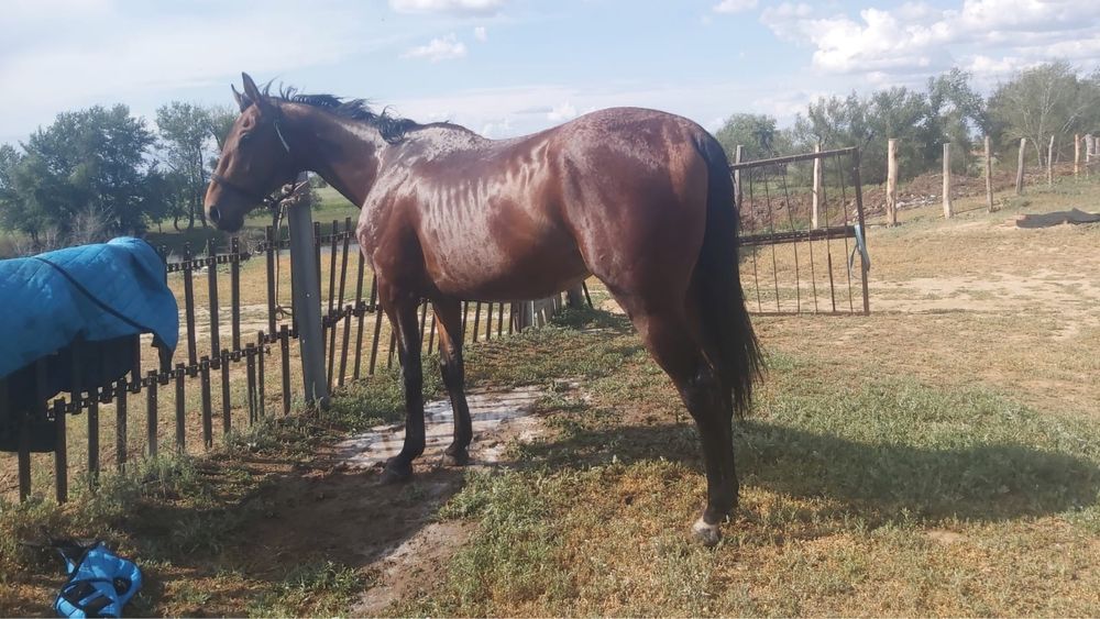 Высококровный лощадь