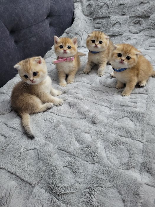 Очаровательные котята породы британская золотая шиншилла