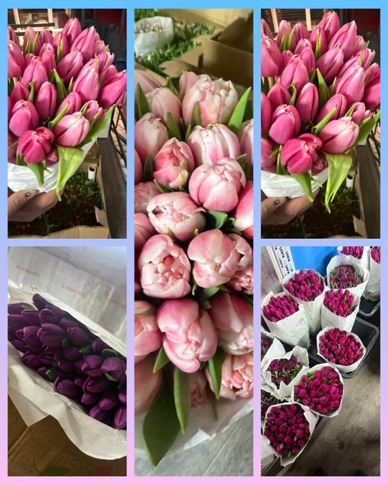 Оптом тьюлпаны всех сортов