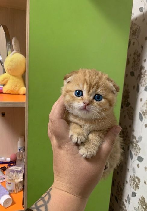 Скоттиш Фолд.  Редкий Окрас.