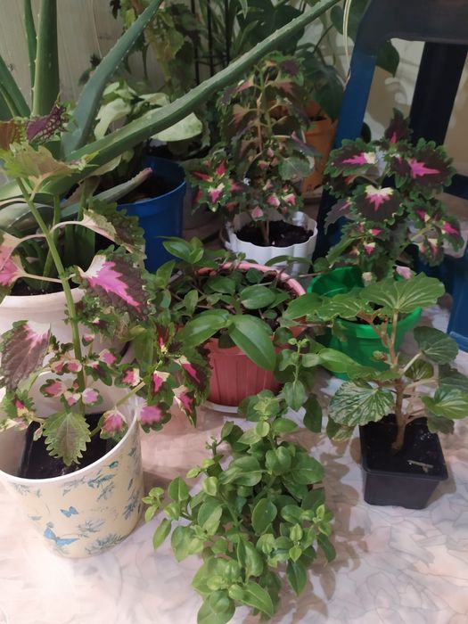 Продам комнатные цветы и отростки.