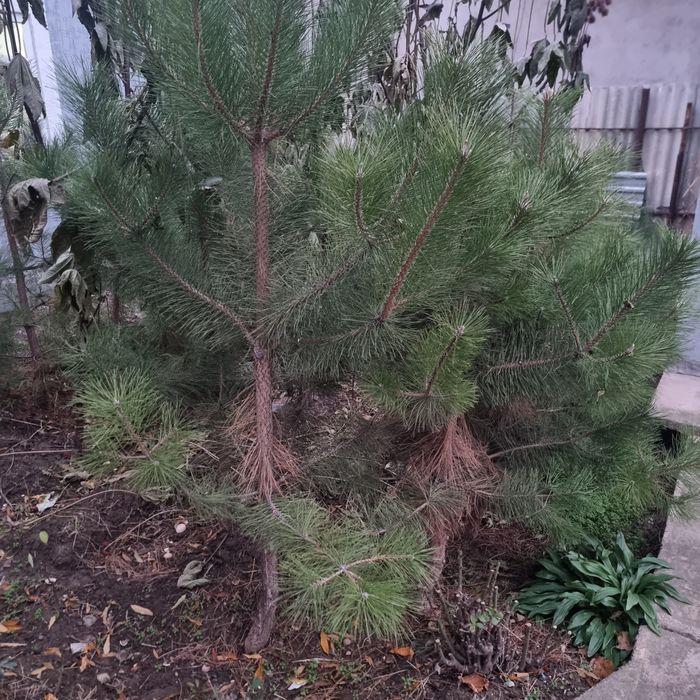 Арча Ёлка Сосна из дома