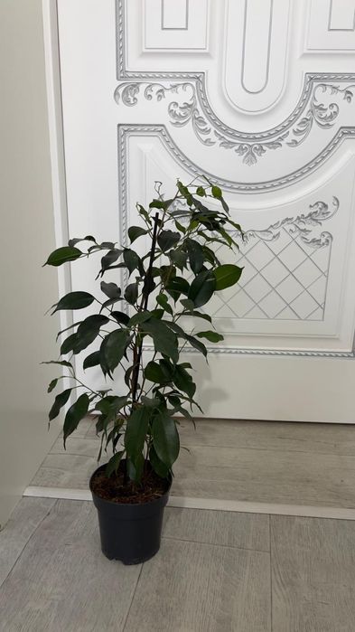 Фикус вечно зеленый