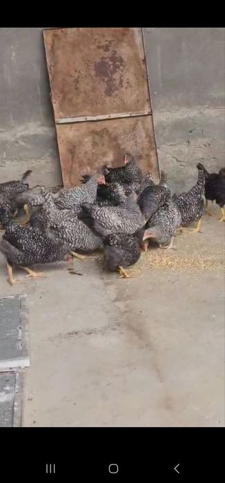 Amroks jojalari sotiladi
