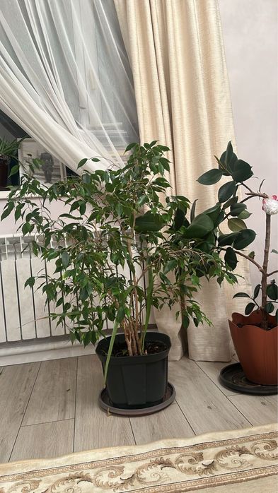 Продаются комнатные растения