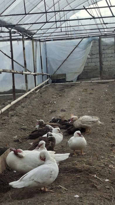 Indautkalar sotiladi