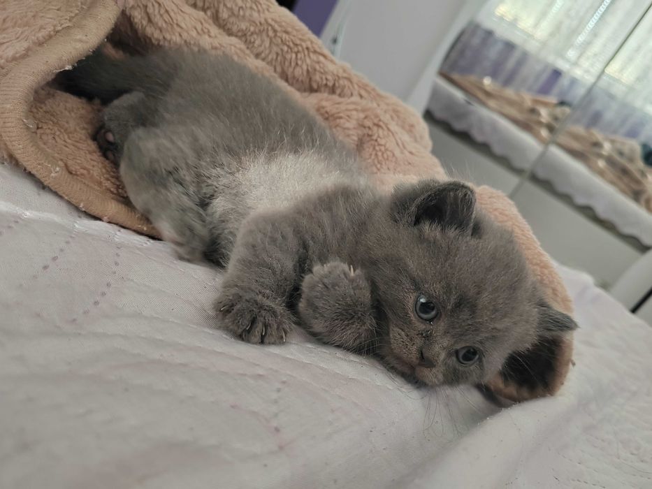 Домашни любимци котки