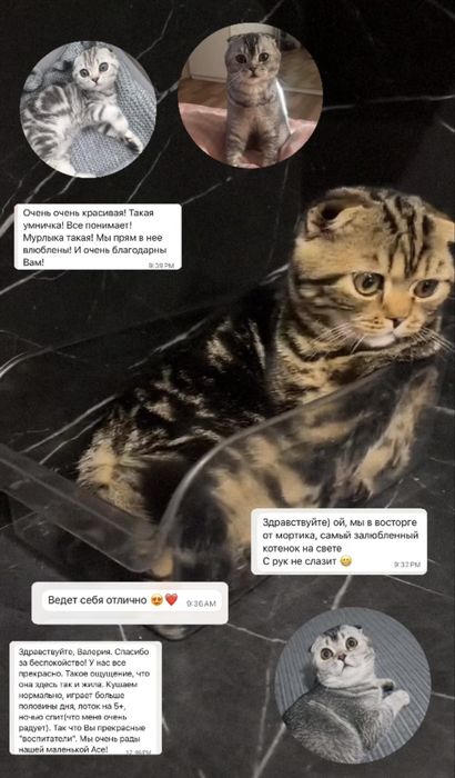 Вислоухие котята