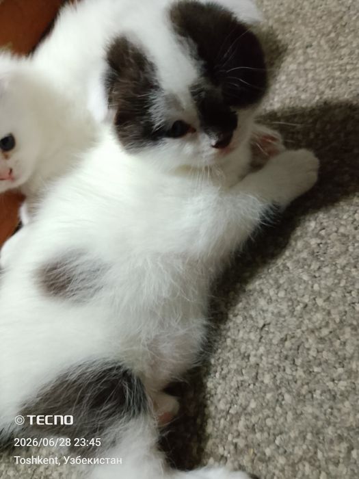 Продам Вислоухие котята