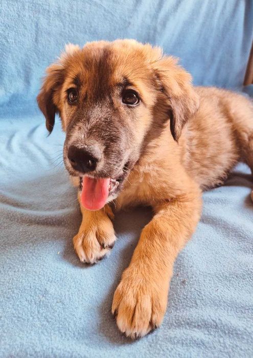 Малыши в добрые руки