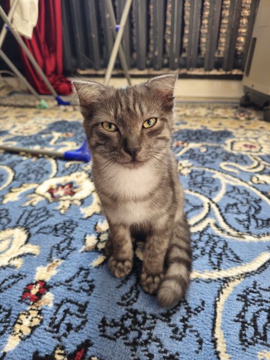 Котенок в добрые руки мальчик