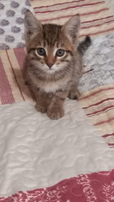 Котёнок кошечка в добрые ручки