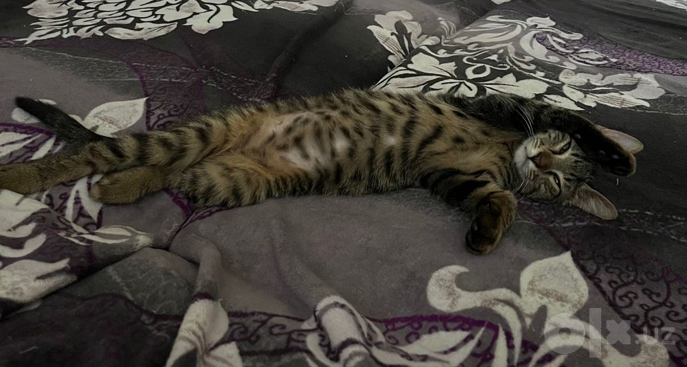 Отдам котенка даром