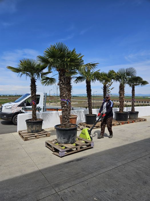 Palmierii trachicarpus Fortunei și cycas revolut