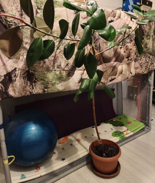 Vand ficusi plante mari