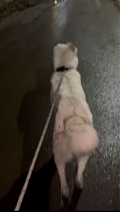 Алабай сатылады срочно