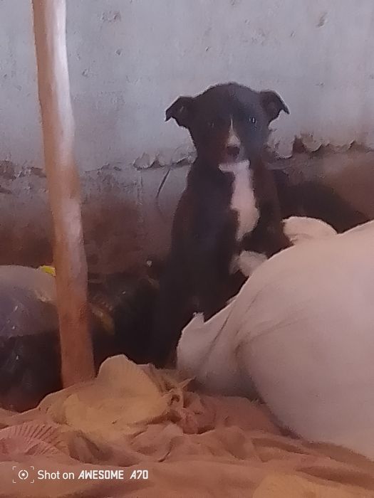 Stafa_bolalari sotiladi