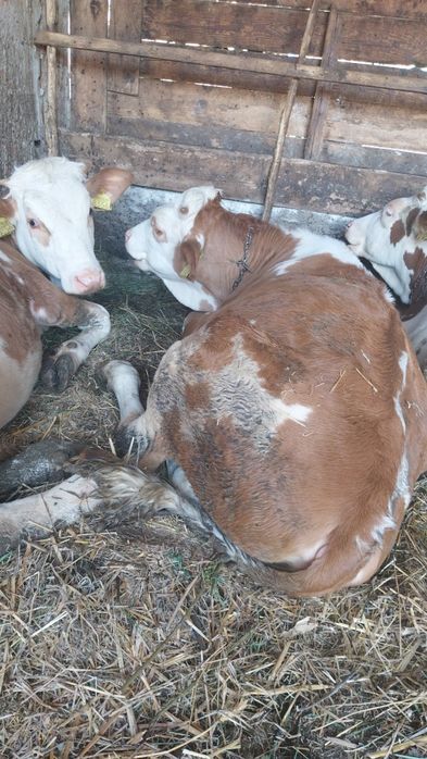 De vânzare juninci de 6 luni ,bălțată românească