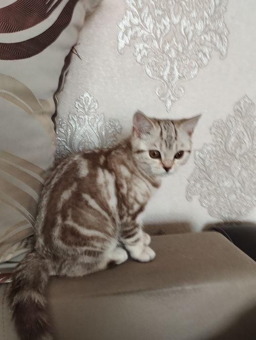 Котята британцы чистокровные