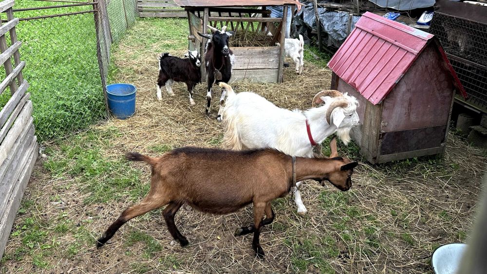 Vand capre, detalii la telefon