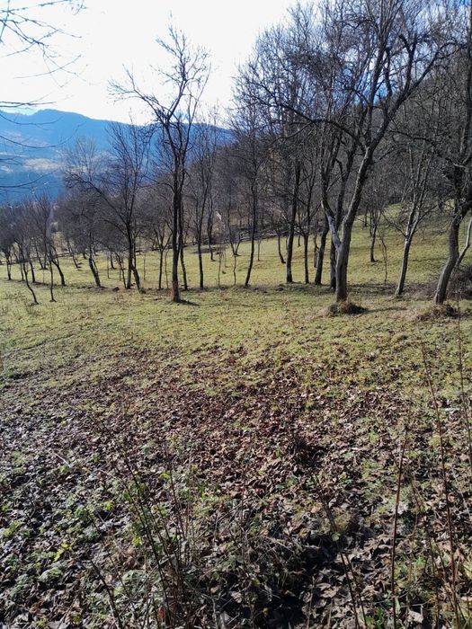 Teren cabana intravilan Albac 1400 mp CF panoramic