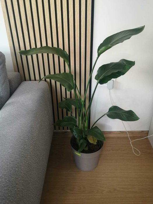 Стрелиция Николай (Strelitzia Nicolai) – живо растение, около 100 см