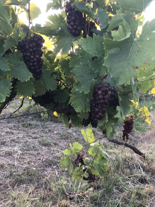 Struguri de vin