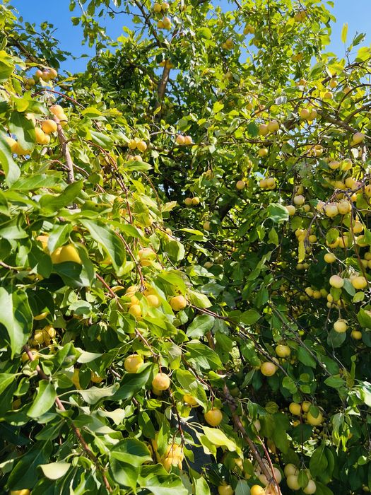 Продам дачу в обществе Дархан