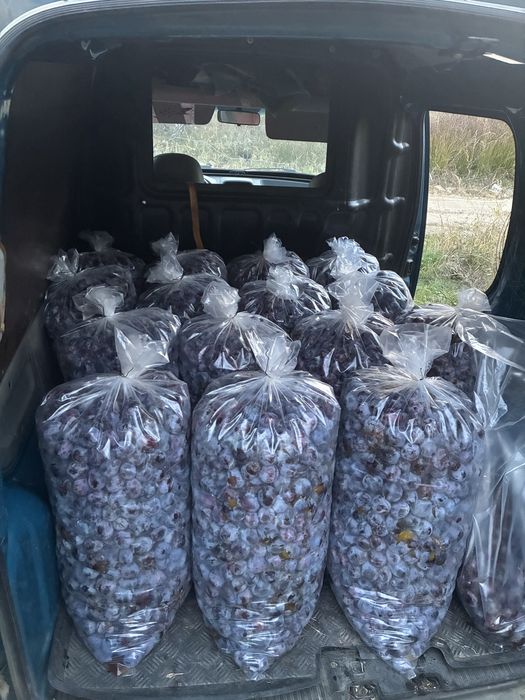 Prune pentru țuică / 0729492011