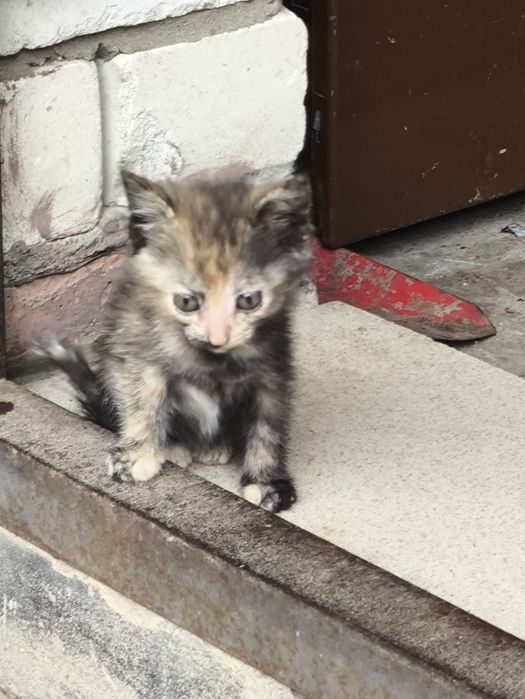 Отдам даром котят в добрые руки