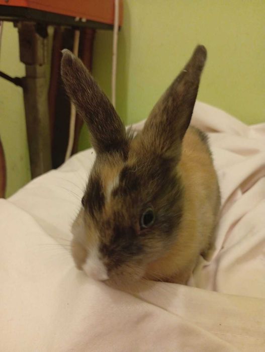 Декоративни зайчета - лъвска глава