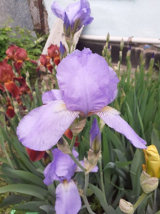 Продам сортовые Ирисы