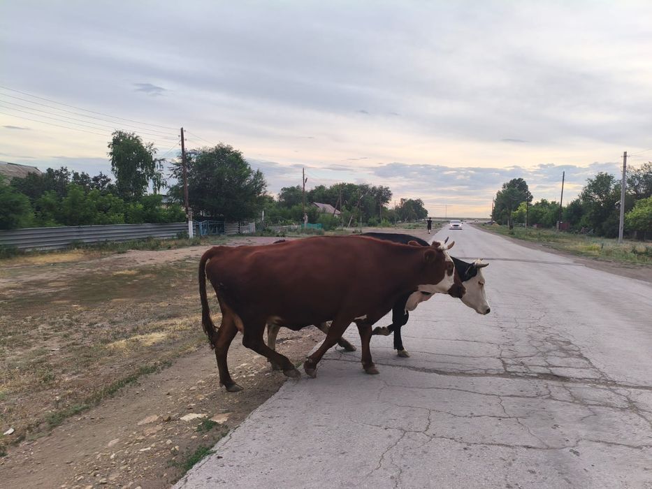 Продам корову дойную